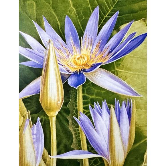 Framed Blue Water Lily Flowers Botanical Wall Art 11x14 - Picture 2 of 3